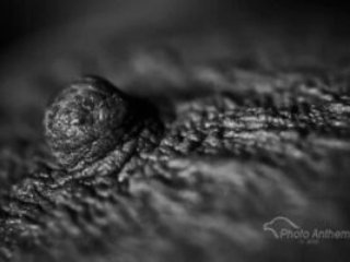 2010-07-09 Joanie Macro Nipple